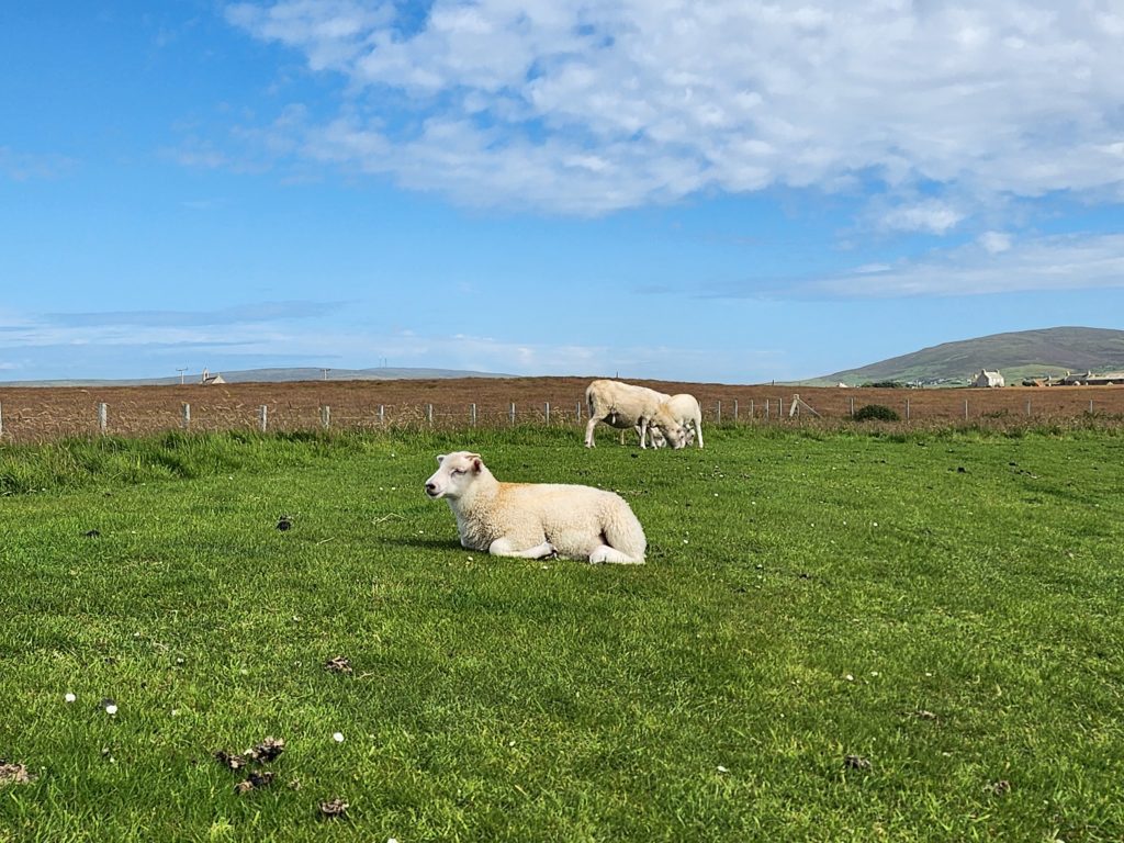 Moutons aux iles orcades © Le Voyage de FloLili - Blog de Voyage