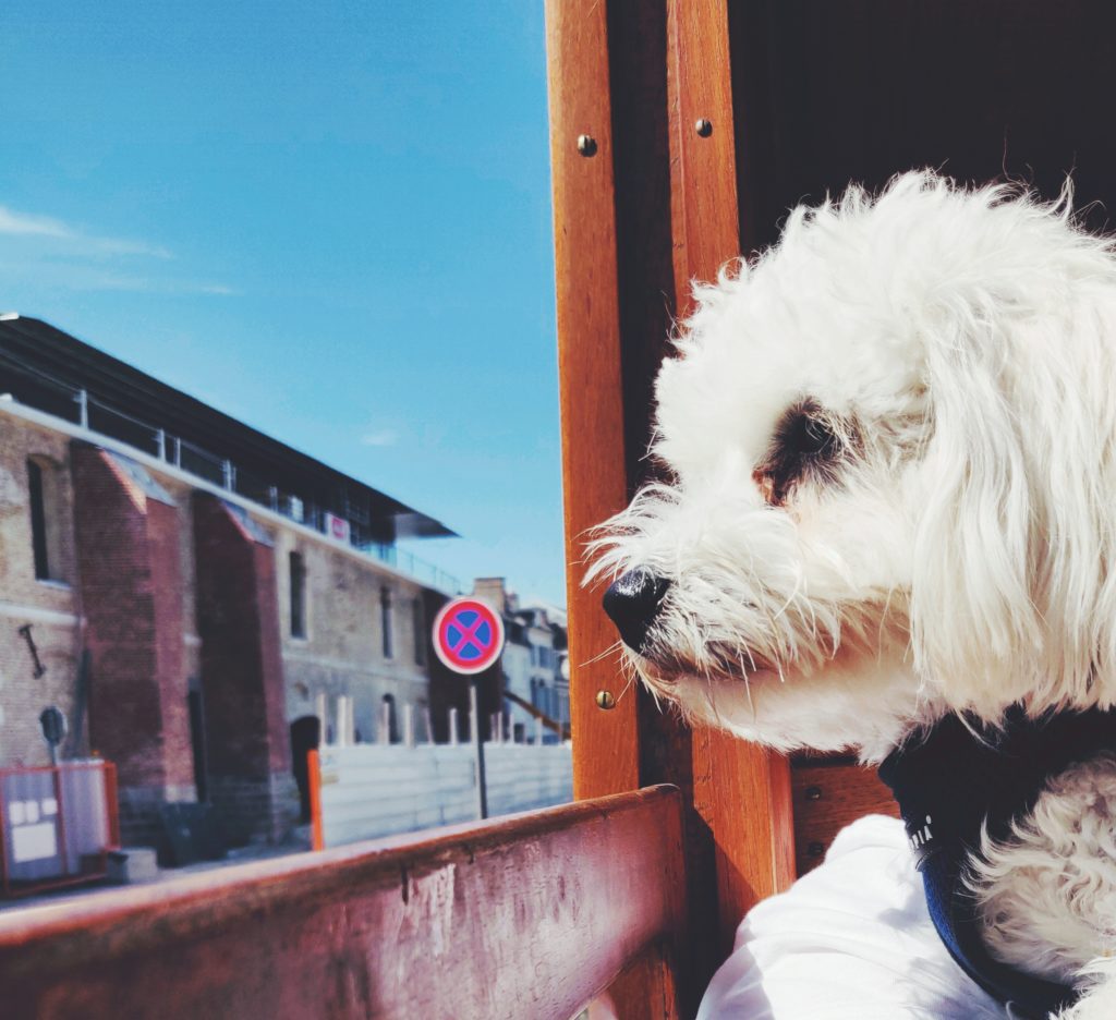 Notre chien oria dans le train de la baie de Somme © Le Voyage de FloLili - Blog de Voyage