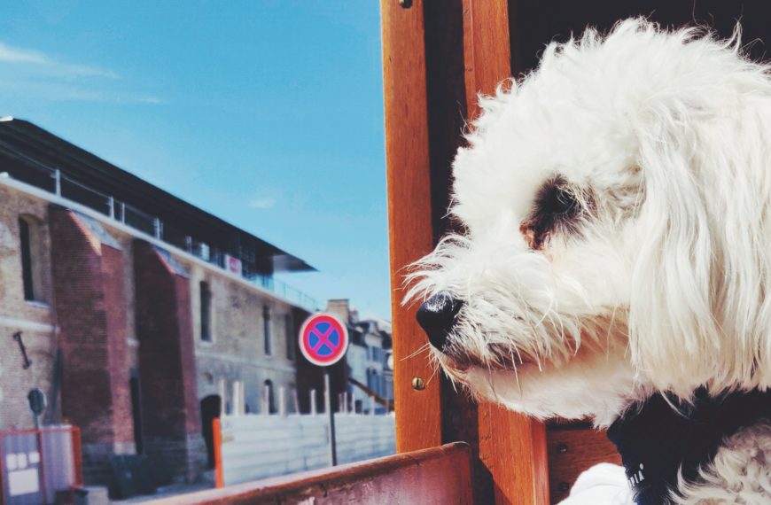 Notre chien oria dans le train de la baie de Somme © Le Voyage de FloLili - Blog de Voyage