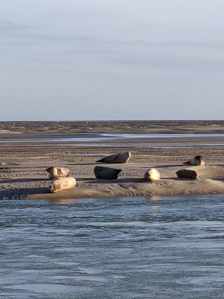 Phoques sur la plage en baie d'authie © Le Voyage de FloLili - Blog de Voyage